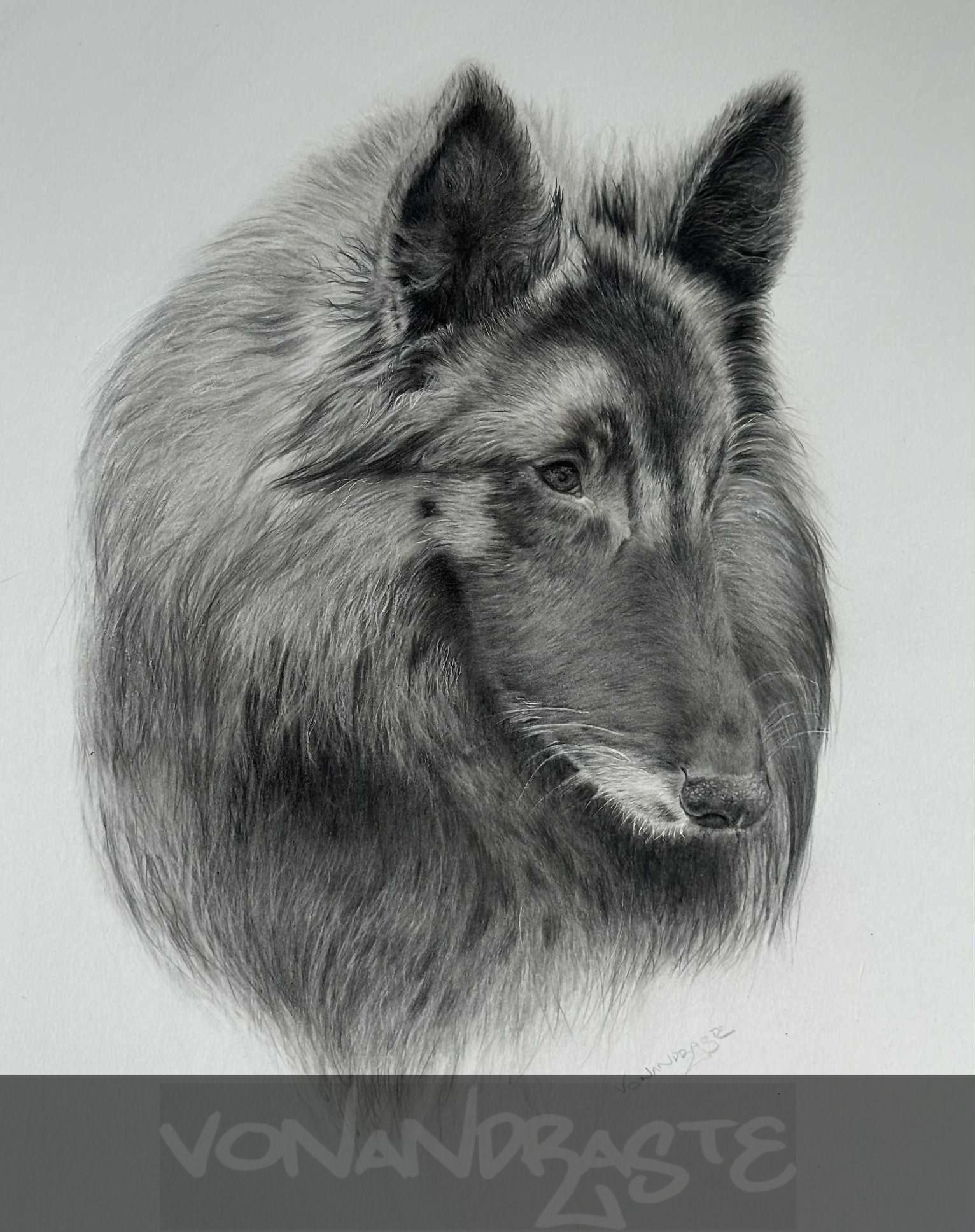 Belgian Shepehrd (Tervueren) in Coloured Pencils - Drawing/Art