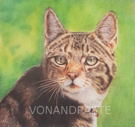 Chip, cat - Polychromos portrait