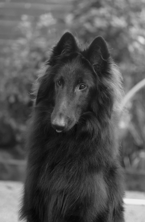 Marlowe - Vonandraste Belgian Shepherds