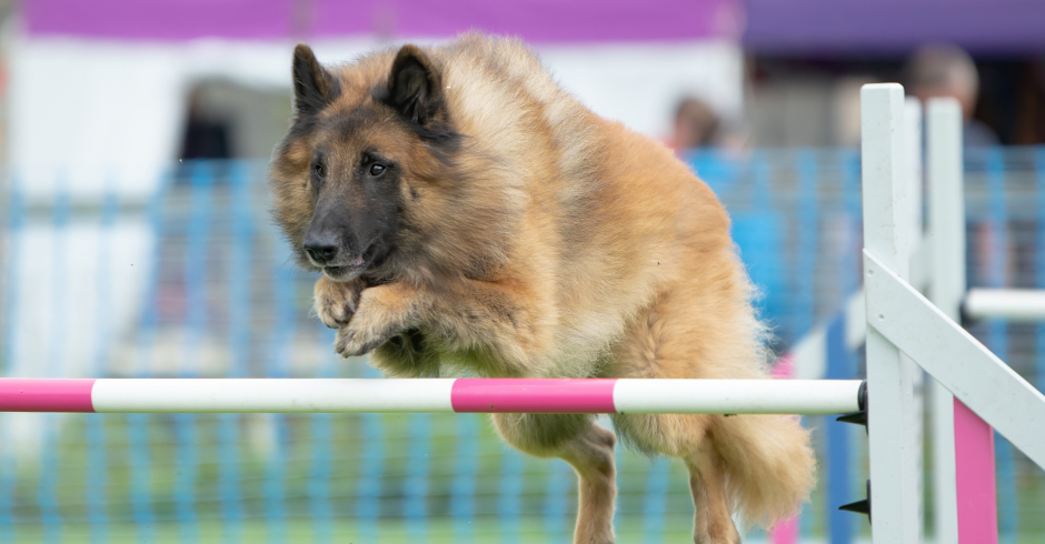 Belgians Shepherd Tervueren - Agility - Mojo