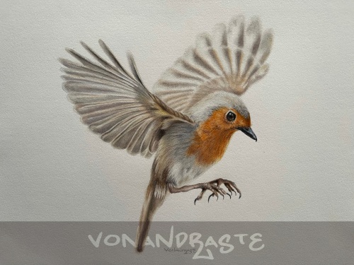 Robin in flight, in Coloured Pencils - Drawing/Art